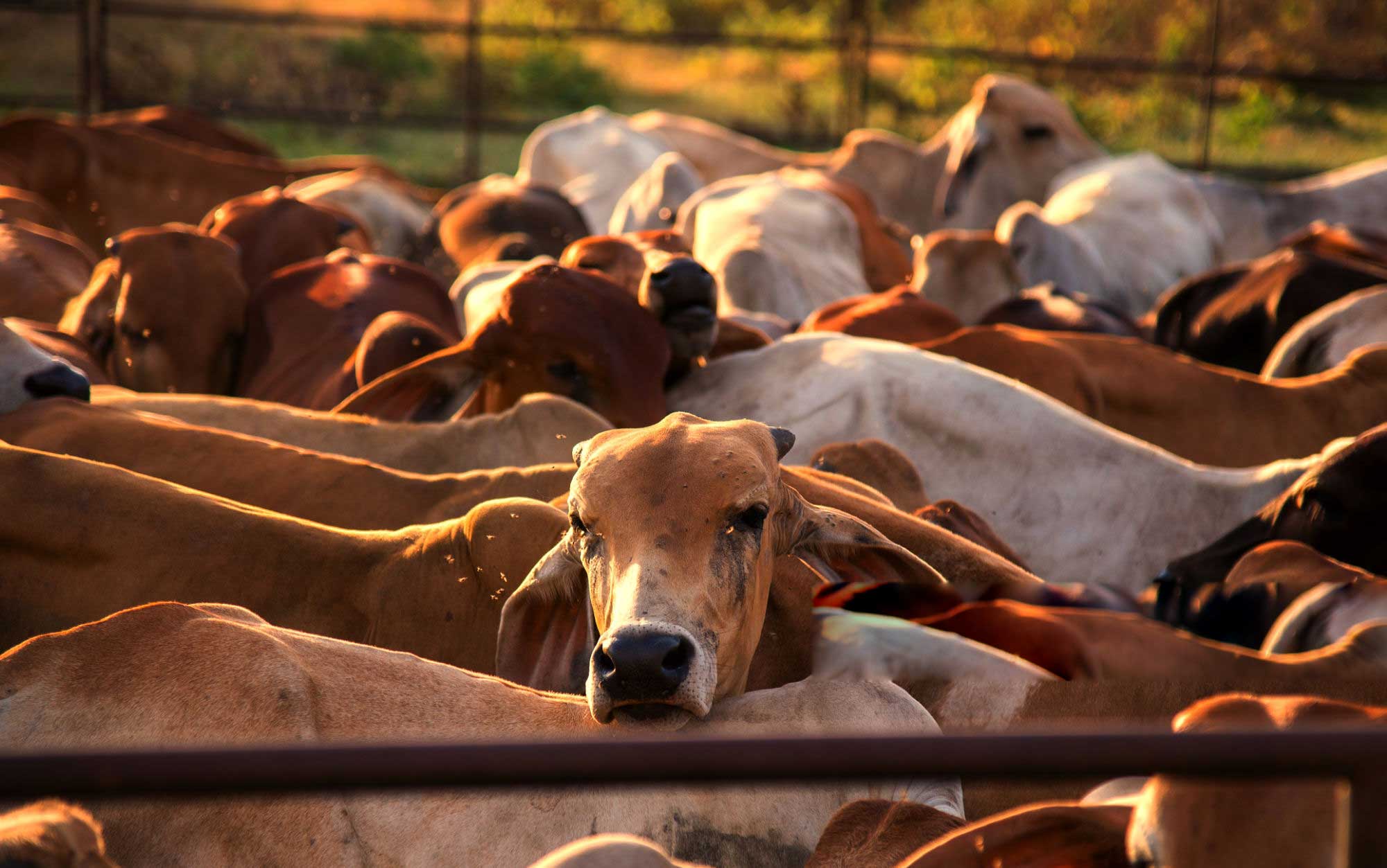 4 Cow integrated Farm Loan