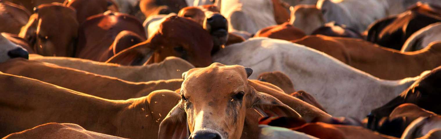 4 Cow integrated Farm Loan