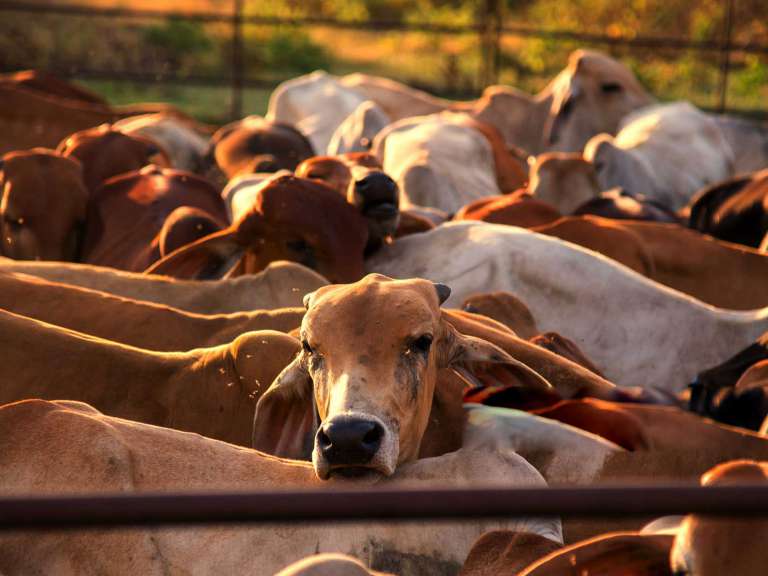 4 Cow integrated Farm Loan