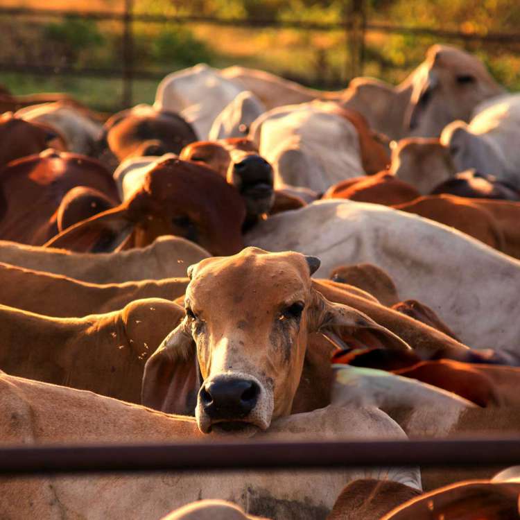 4 Cow integrated Farm Loan