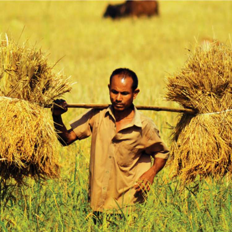 Rural Farming